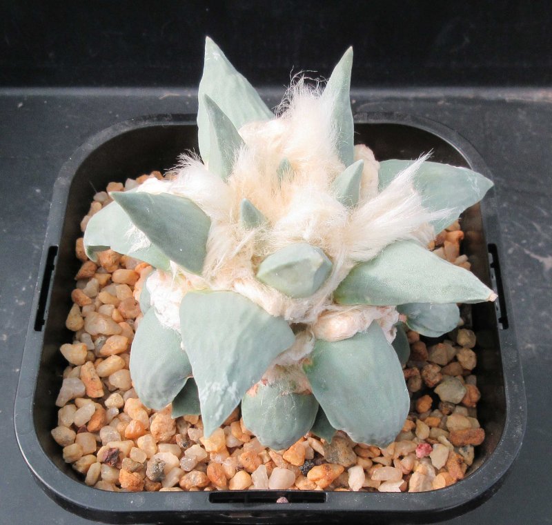 A. retusus cv Shinkawa Tama Zouge