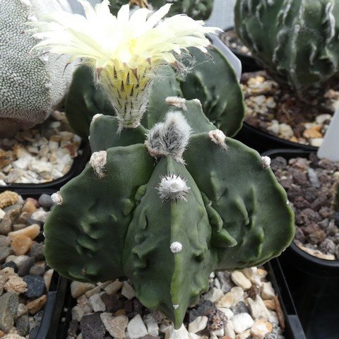 Astrophytum myriostigma cv Fukuryu nudum 23022501.JPG