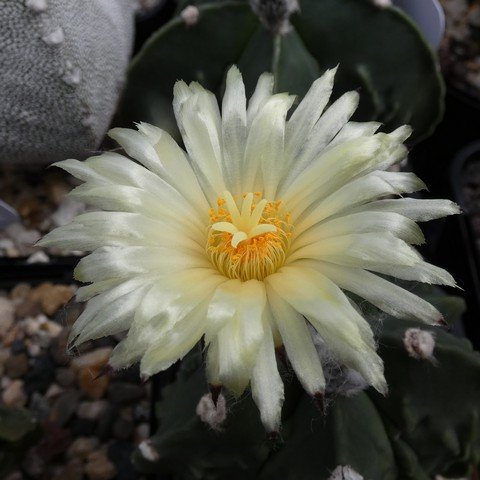 Astrophytum myriostigma cv Fukuryu nudum 23022502.JPG