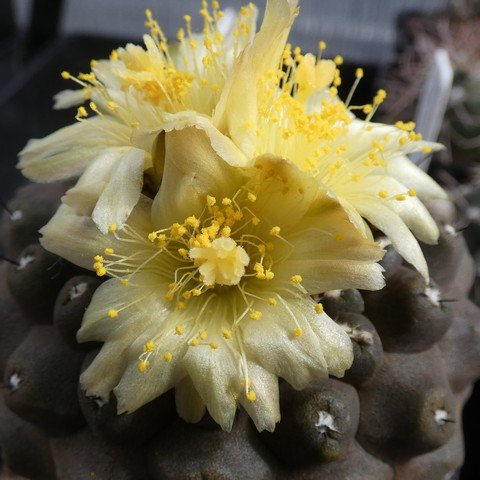 Copiapoa hypogaea var barquitensis 23021902.JPG