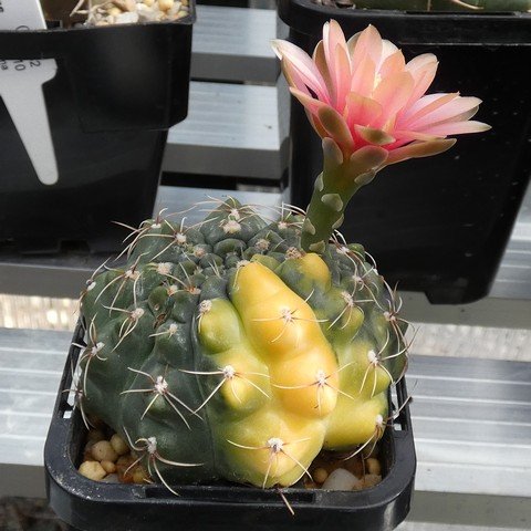 Gymnocalycium baldianum f variegata 23022501.JPG