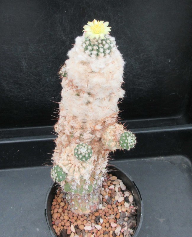 C. esmeraldana