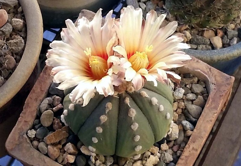 Astrophytum_asterias12182021.jpg