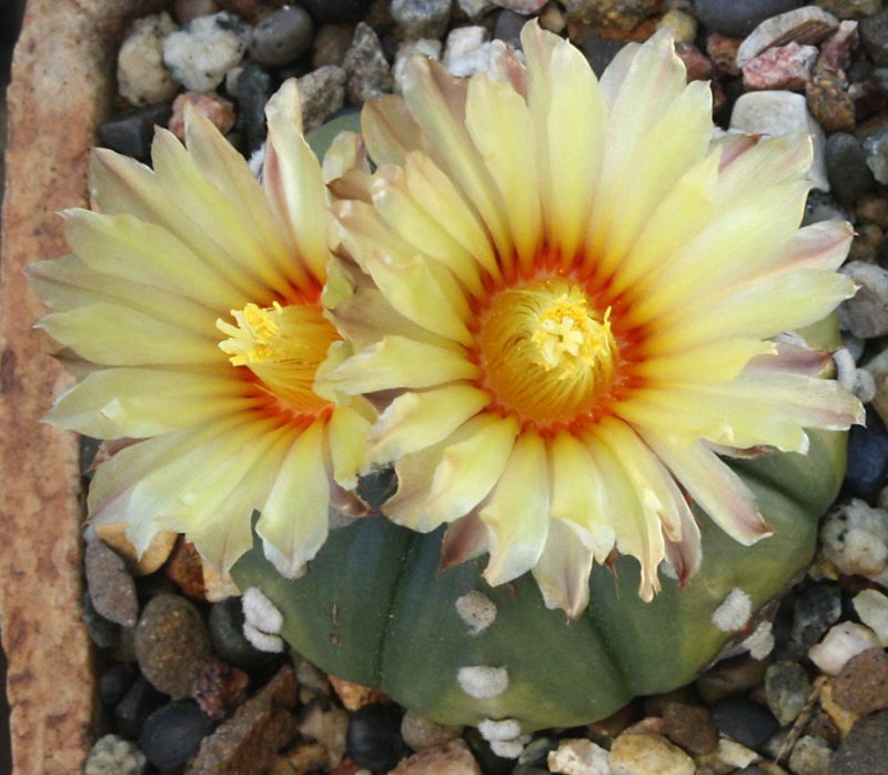 Astrophytum_asterias06222020_02.JPG