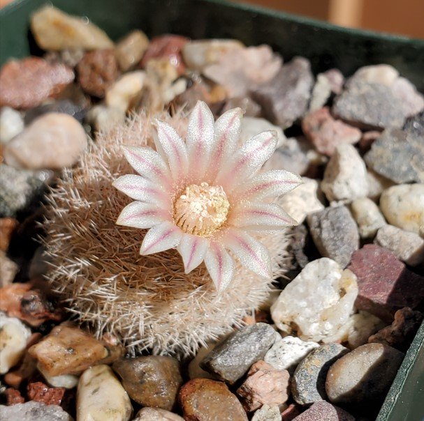 Mammillaria magallanii 'roseocentra