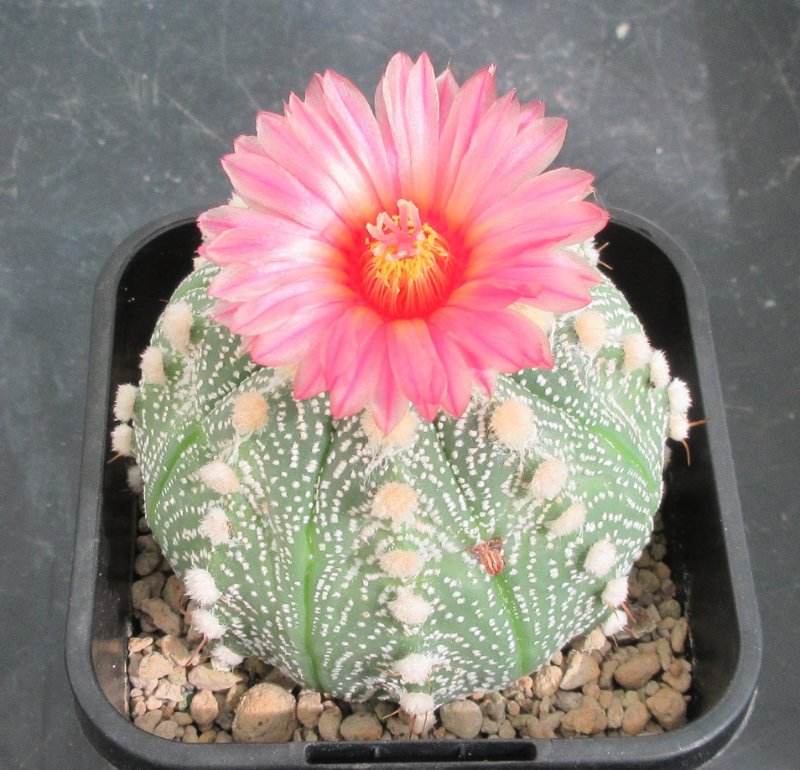 A. hybrid, capricorne x red flowering asterias