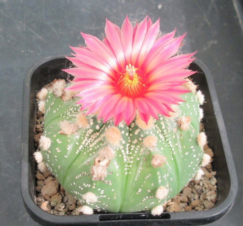 A. hybrid, capricorne x red flowering asterias