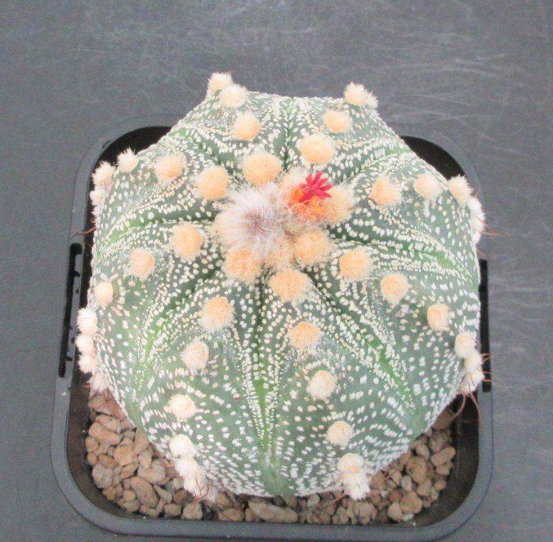 A. hybrid with an abnormal flower