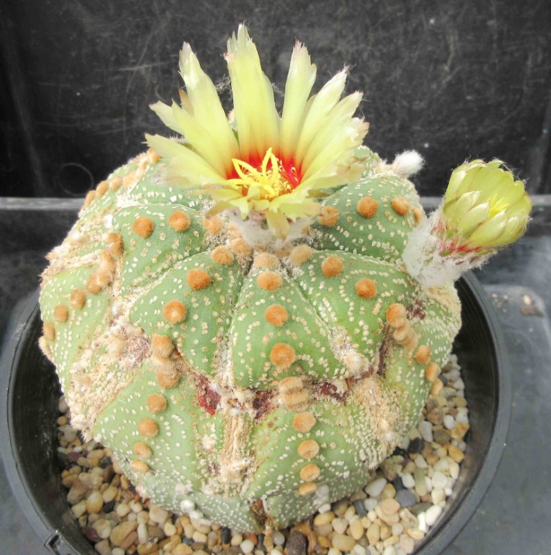 A. asterias