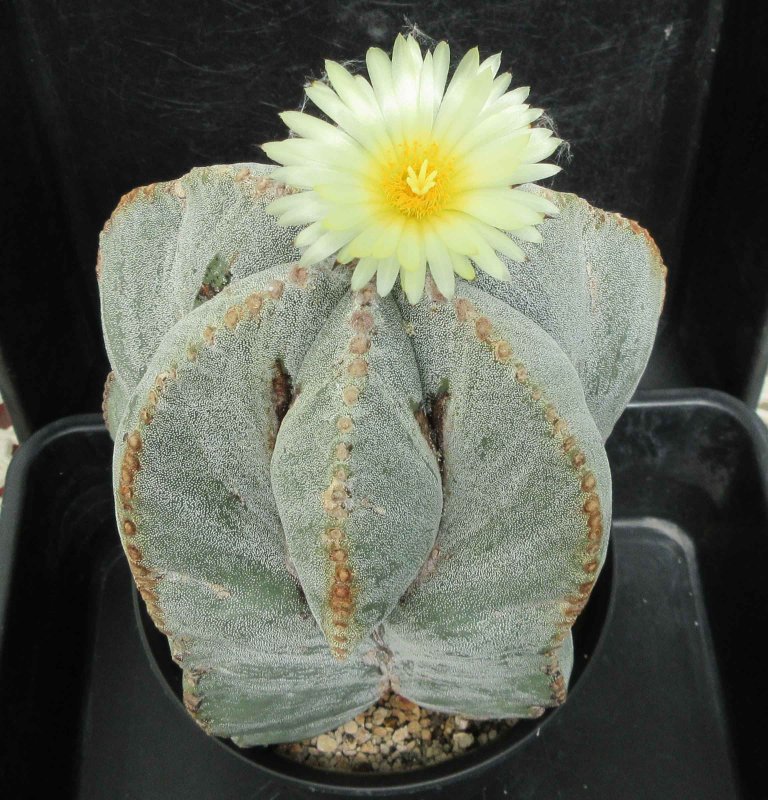 A. myriostigma