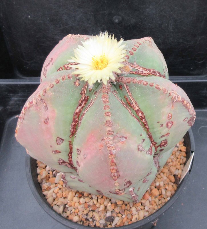 A. myriostigma v nudum