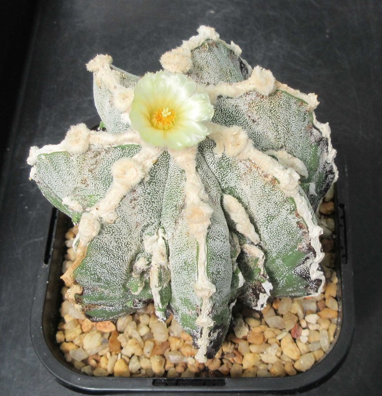 A. hybrid, hakujo fukuryu banjyaku