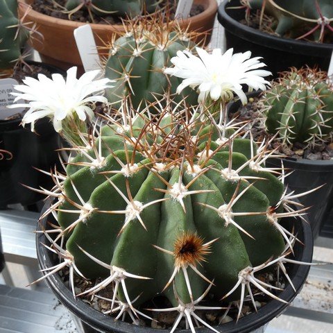 Acanthocalycium klimpelianum 01 23031101.JPG