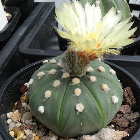 Astrophytum asterias var nudum 02 23031101.JPG