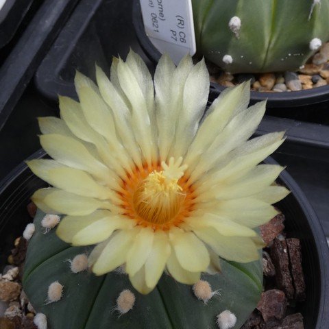 Astrophytum asterias var nudum 02 23031102.JPG