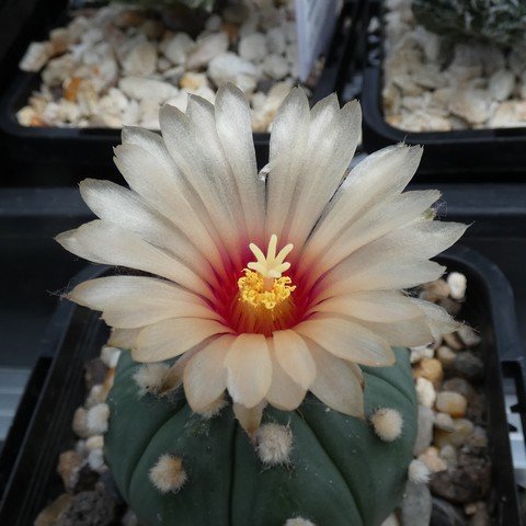 Astrophytum asterias var nudum 04 23031102.JPG