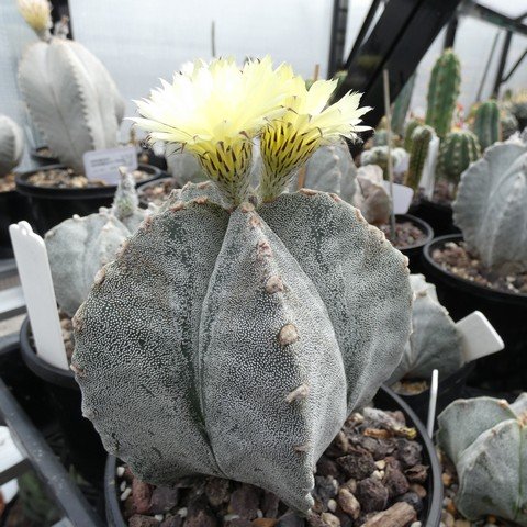 Astrophytum myriostigma 03 23031101.JPG