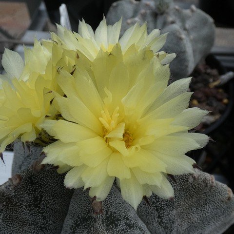 Astrophytum myriostigma 03 23031102.JPG