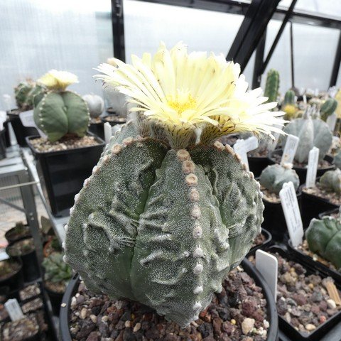 Astrophytum myriostigma cv Fukuryu 06 23031101.JPG