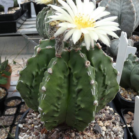 Astrophytum myriostigma cv Fukuryu Banjyaku nudum 02 23031101.JPG