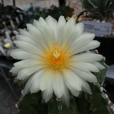 Astrophytum myriostigma cv Fukuryu Banjyaku nudum 02 23031102.JPG