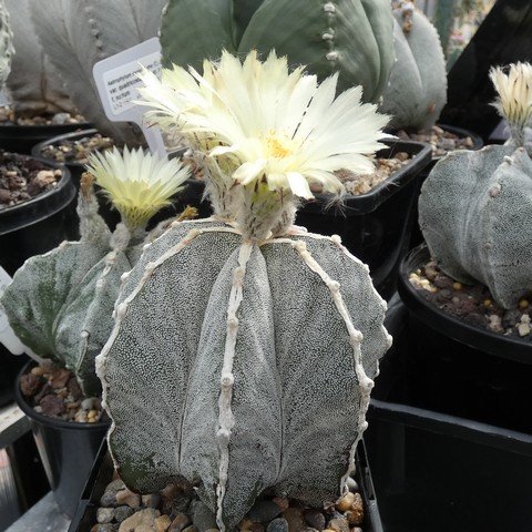 Astrophytum myriostigma cv Hakujo 01 23031101.JPG