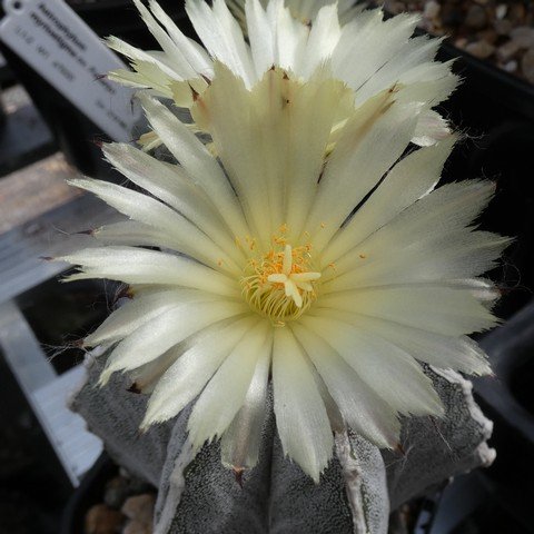 Astrophytum myriostigma cv Hakujo 01 23031102.JPG