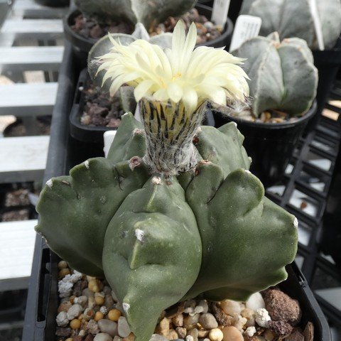 Astrophytum myriostigma var nudum 01 23031101.JPG