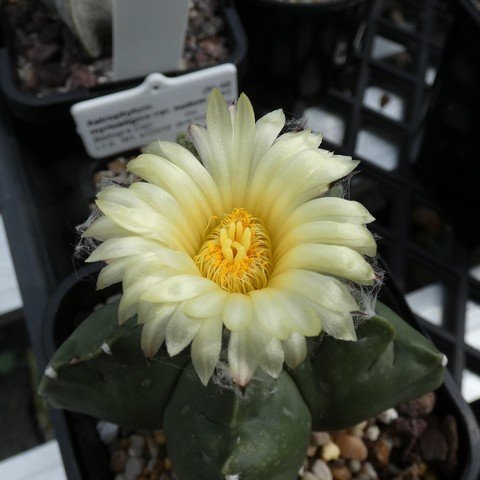 Astrophytum myriostigma var nudum 01 23031102.JPG