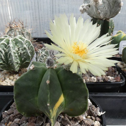 Astrophytum myriostigma var nudum f variegatum 06 23031101.JPG