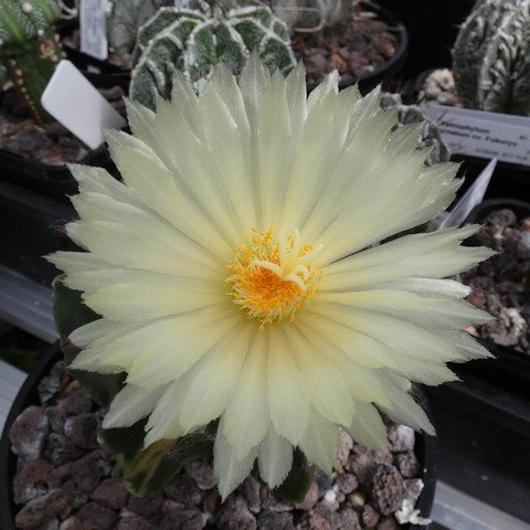 Astrophytum myriostigma var nudum f variegatum 06 23031102.JPG