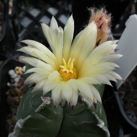 Astrophytum myriostigma var quadricostatum 01 23031102.JPG