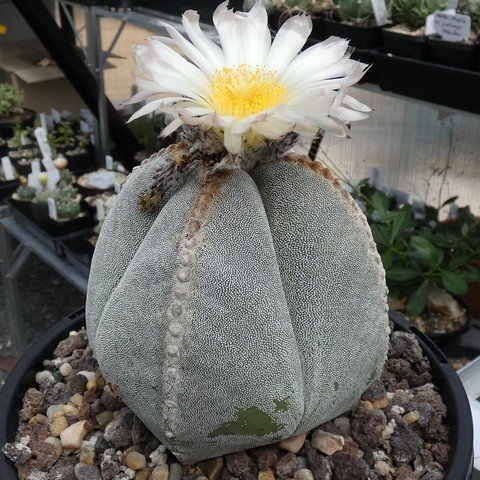 Astrophytum myriostigma var quadricostatum 10 23031101.JPG