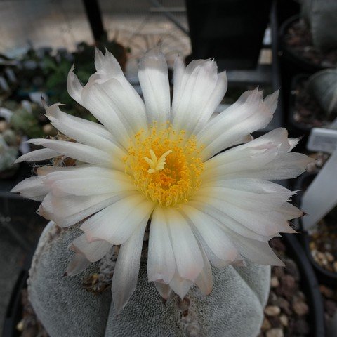 Astrophytum myriostigma var quadricostatum 10 23031102.JPG