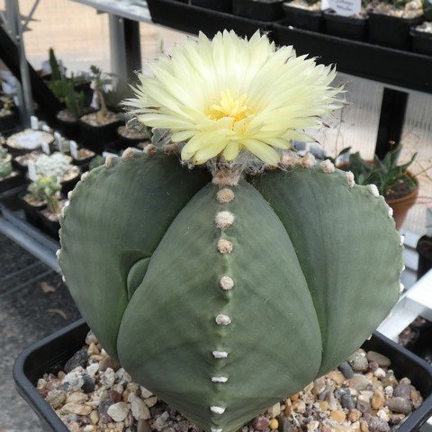 Astrophytum myriostigma var quadricostatum f nudum 05 23031101.JPG