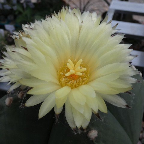 Astrophytum myriostigma var quadricostatum f nudum 05 23031102.JPG