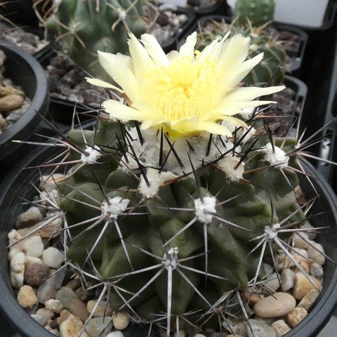 Copiapoa esmeraldana 23031101.JPG