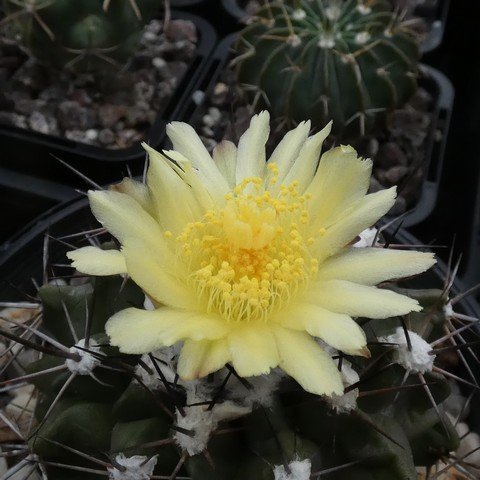 Copiapoa esmeraldana 23031102.JPG