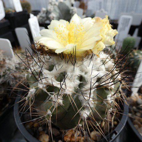 Copiapoa mollicula 01 23031201.JPG