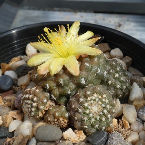 Copiapoa laui 23031301.JPG