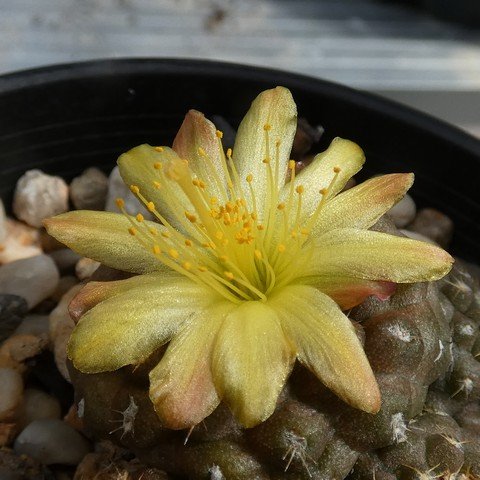 Copiapoa laui 23031302.JPG