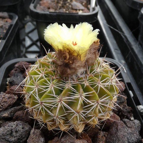 Parodia sellowii var corynodes 23031201.JPG