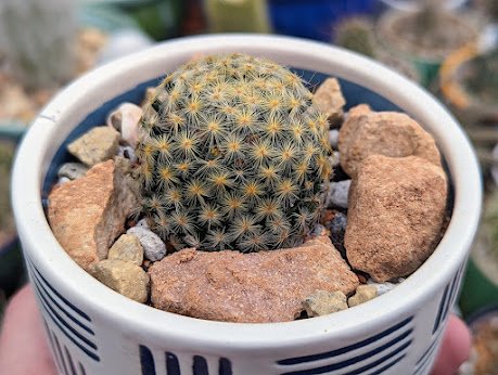 Chelseas Mamillaria.jpg