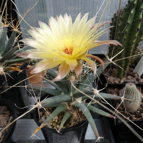 Leuchtenbergia principis 02 23031301.JPG