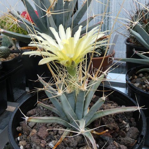 Leuchtenbergia principis 03 23031101.JPG