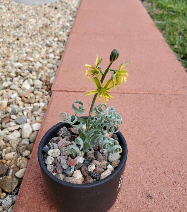 albuca concordiana