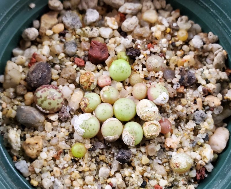 Conophytum