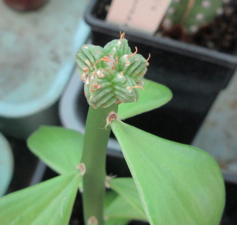 Aztekium valdezii