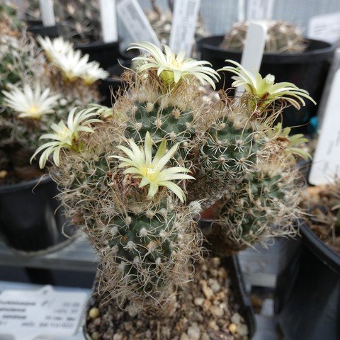 Turbinicarpus krainzianus var minimus 01 23031301.JPG