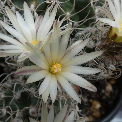 Turbinicarpus pseudomacrochele 01 23031302.JPG